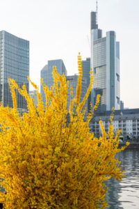 Deutschland, Hessen, Frankfurt, Frankfurter Skyline. Forsythie auch Garten-Forsythie, Goldflieder oder Goldglöckchen genannt. Deutschland, Hessen, Frankfurt, Frankfurter Skyline. Forsythie auch Garten-Forsythie, Goldflieder oder Goldglöckchen genannt.